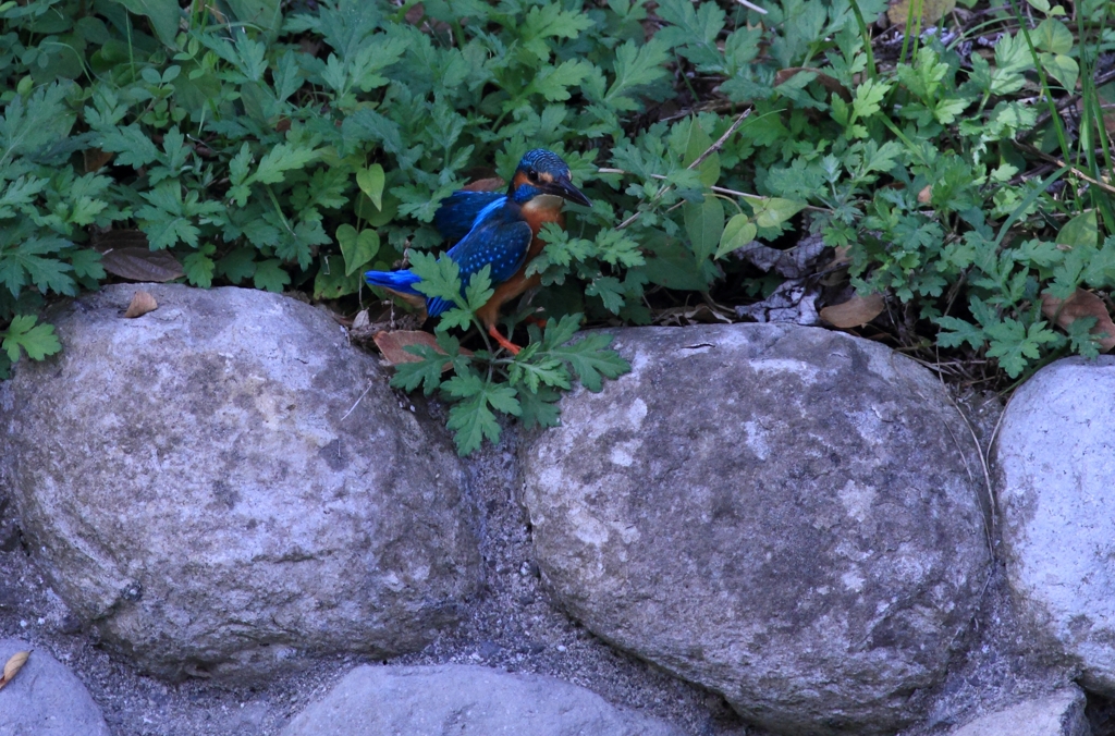 あっ、見られちゃった！