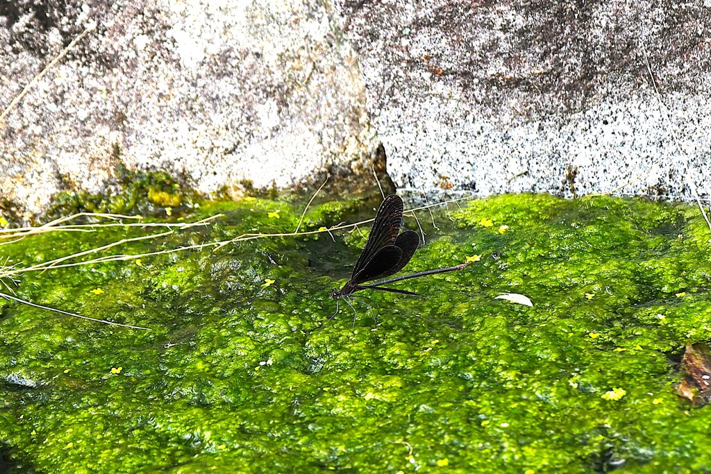 泉の生き物　⑤