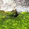 泉の生き物　⑤