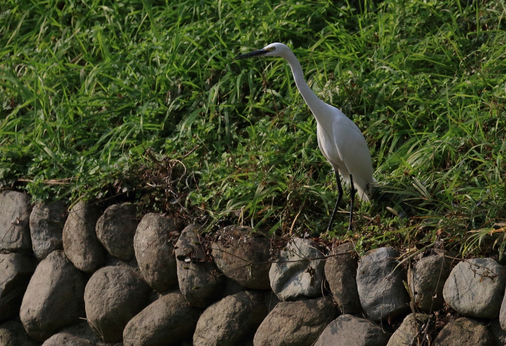 コサギ？（シラサギ）