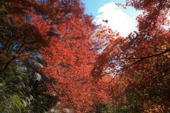 古岩屋の紅葉　③