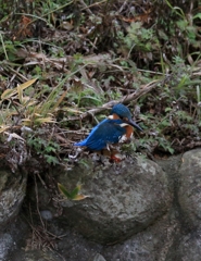 東外堀　雑草滞在