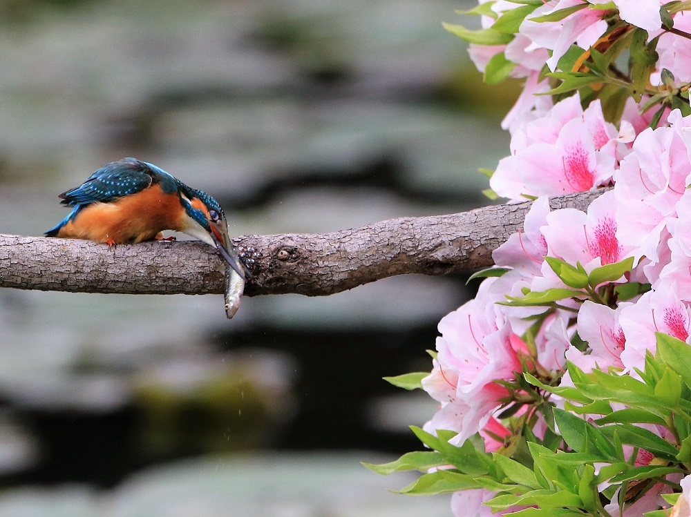 平成最後のカワセミ撮影①