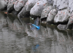 飛び回ってたの...メス！！