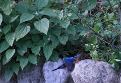 メスを追うオス