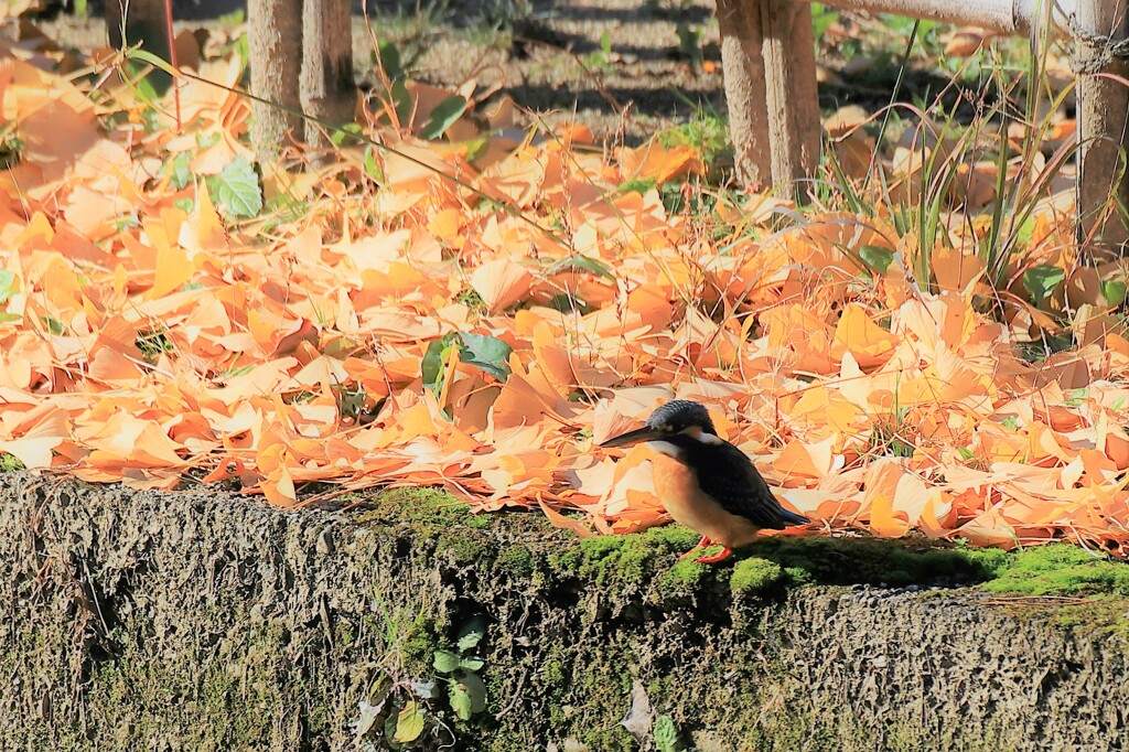 オールドレンズでも十分撮れる　②
