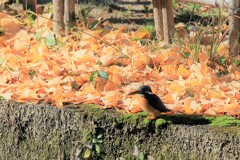オールドレンズでも十分撮れる　②