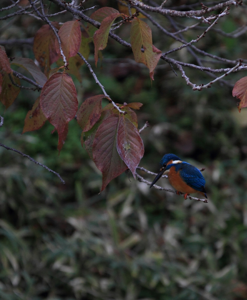 獲物にありつけない苦労が伝わります