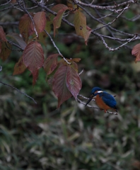 獲物にありつけない苦労が伝わります