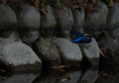 内堀をすり抜ける