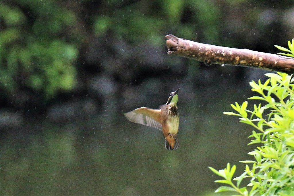 どしゃ降り　⑥