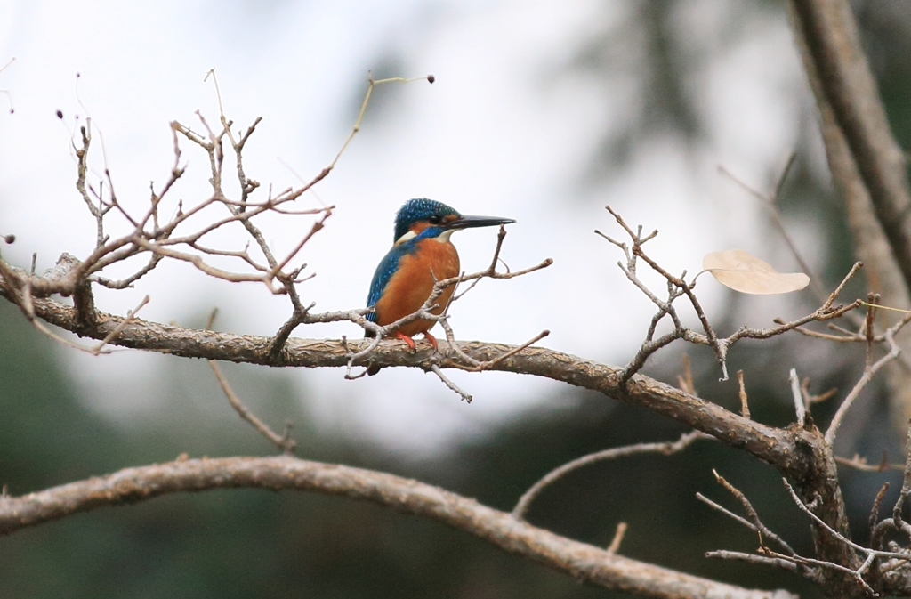 こんな高い枝から芸をしてください