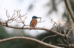 こんな高い枝から芸をしてください
