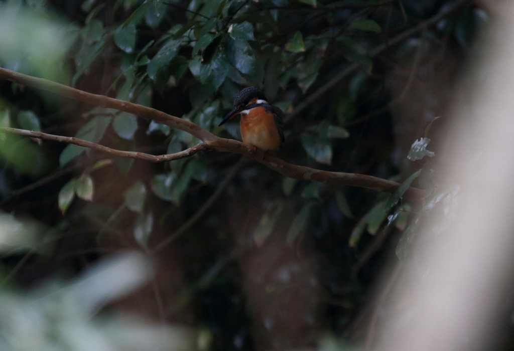 メスは暗いところがお好き？