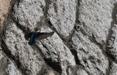 何処へ止まりましょう？