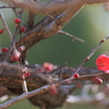 紅梅の開花