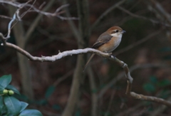 今年最後のモズ参上！
