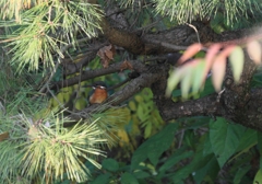 お休みは、程々に...