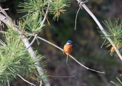 どうせなら、ここでダイビングを...
