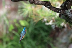 朝一のカワセミ　②