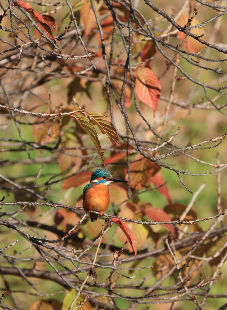 お日柄もよく・・・