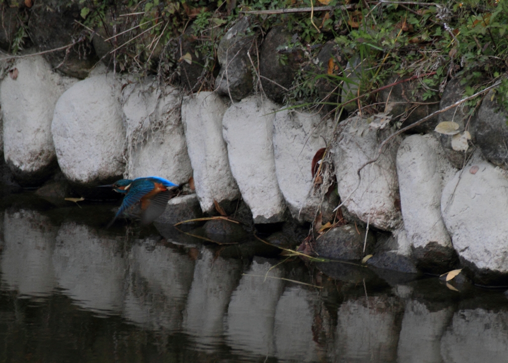 外堀で撮れた1枚