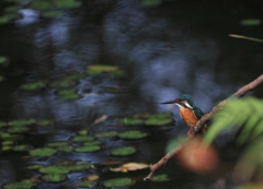 あさざ＆かわせみ