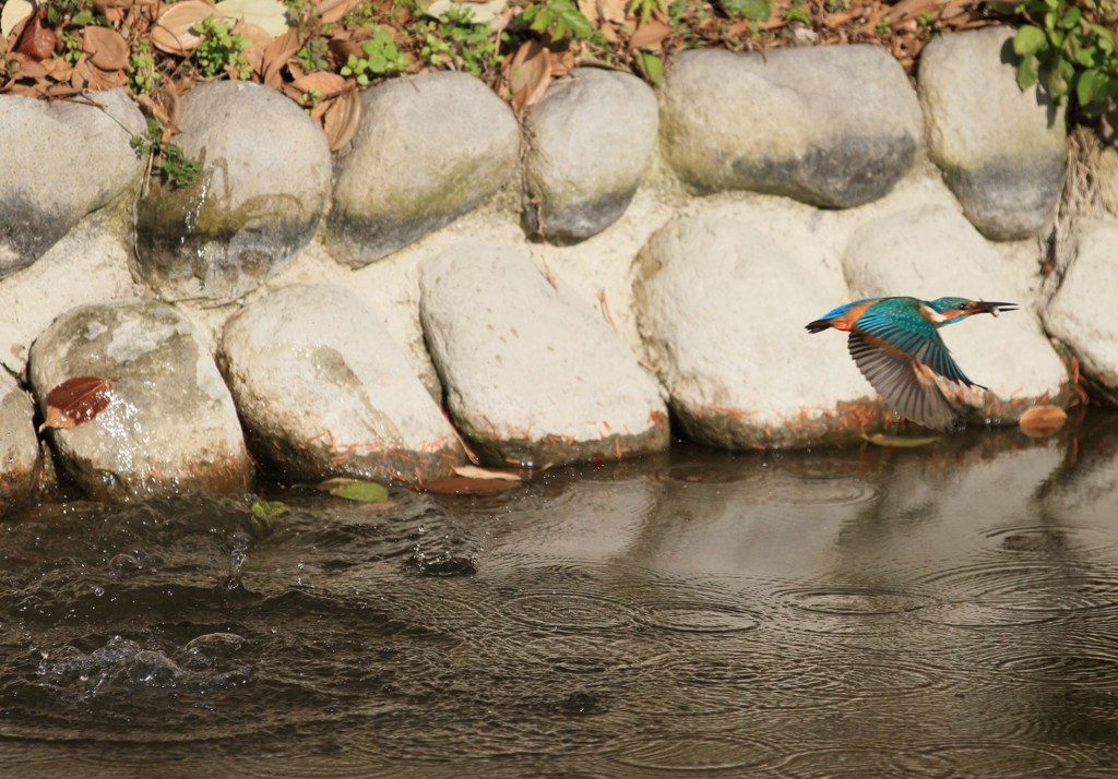 獲ったど～っ...