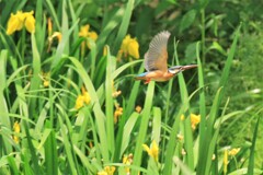 黄菖蒲絡み　②
