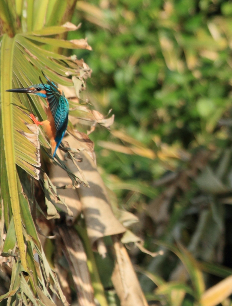 真横になった着地