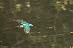 2月11日のカワセミ