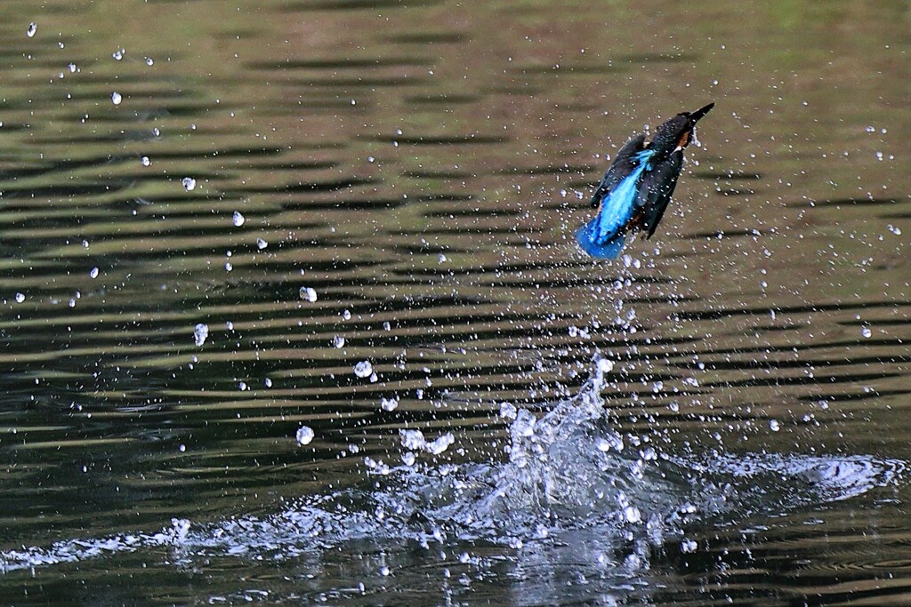 クロップ撮影　③
