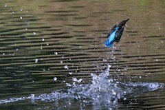クロップ撮影　③