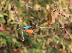 ホップ・ステップ...