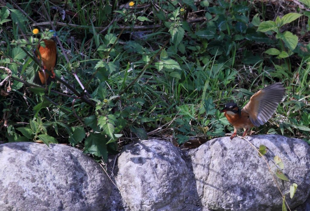 じれったいあっちへ行って...