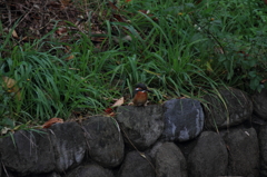 餌、エサ、エッサｯｻ...