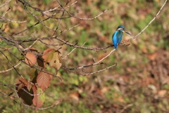 羽に苦労の跡…