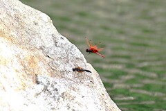 泉の生き物　①