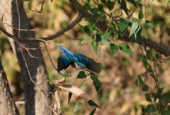 飛んでマイリマス...