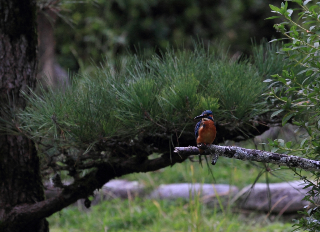 松ぼっくりの無い場所