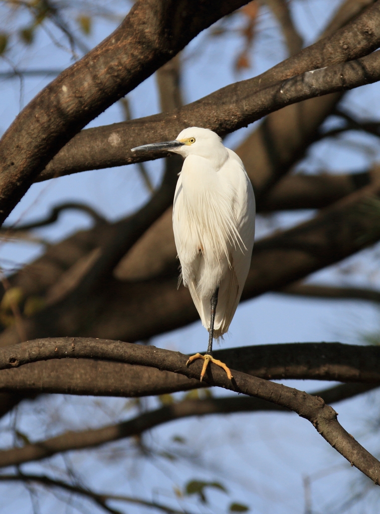 サギの一本足打法？