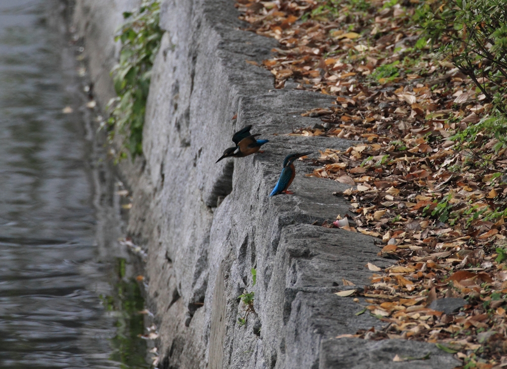 親子？東のお堀