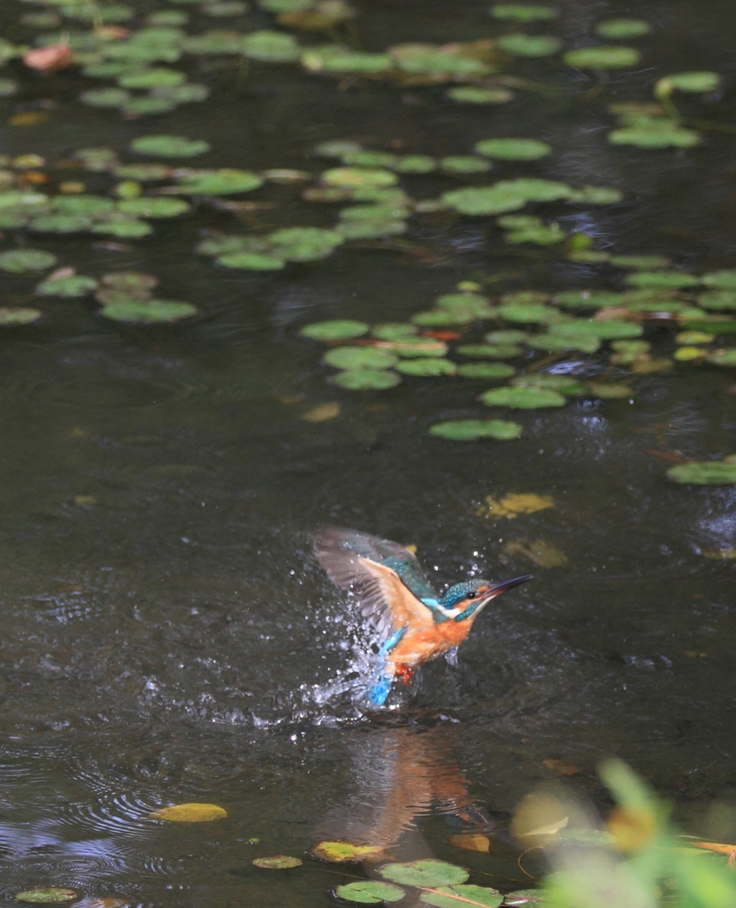 水の上を走ってみたい？