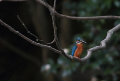 ここしか、あるまい！