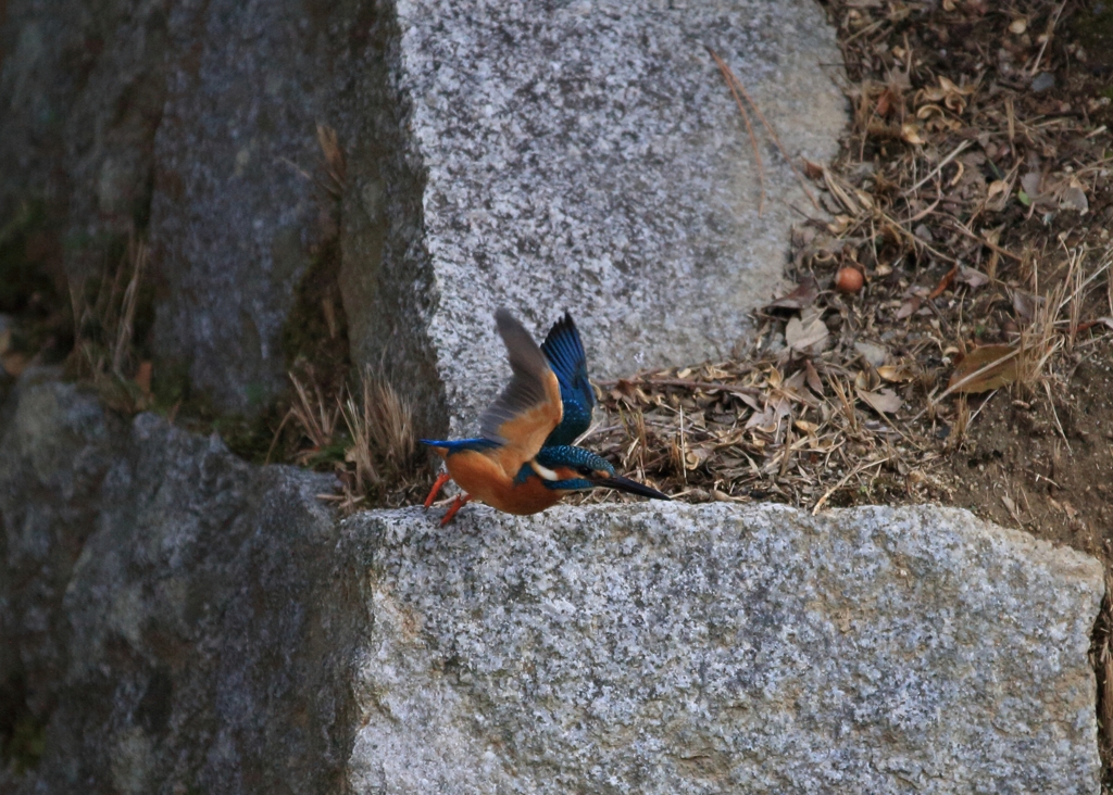 西・北分岐点からの飛翔