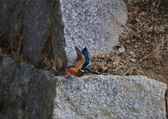 西・北分岐点からの飛翔