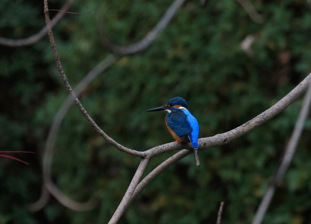 内堀に帰ってきました