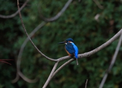 内堀に帰ってきました