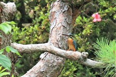 梅雨晴れ　③
