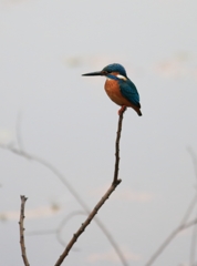 カワセミ君の主張